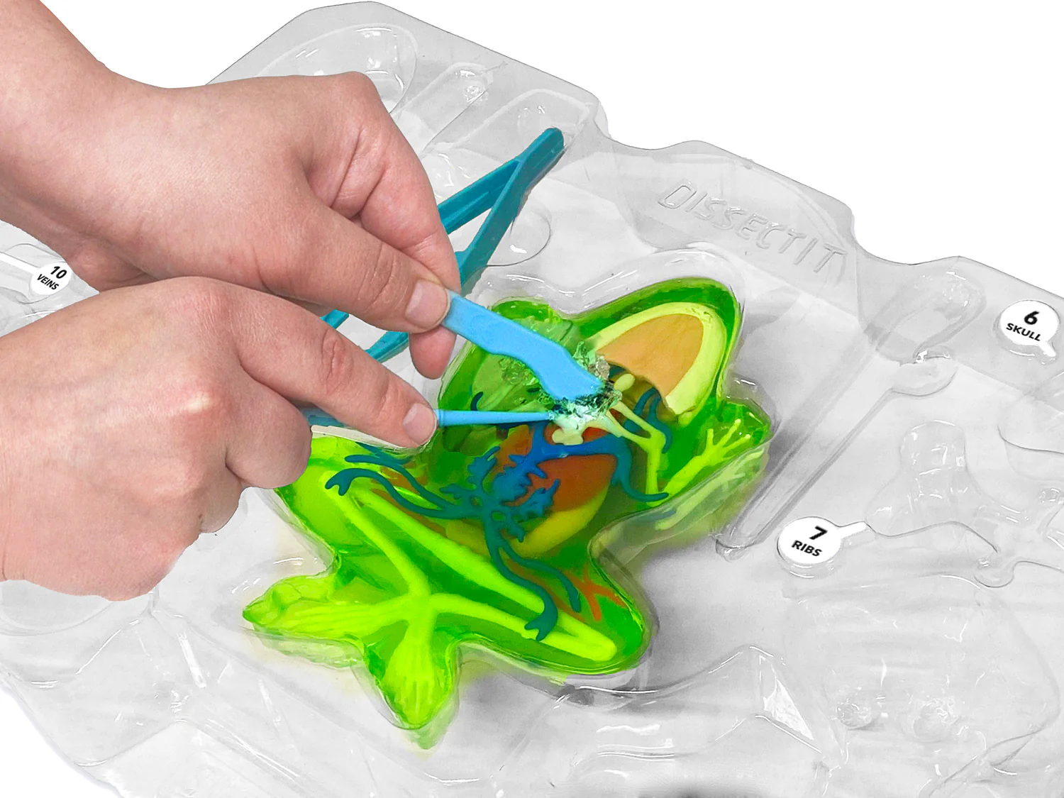 Dissect-It - Frog Super Lab - Image 5