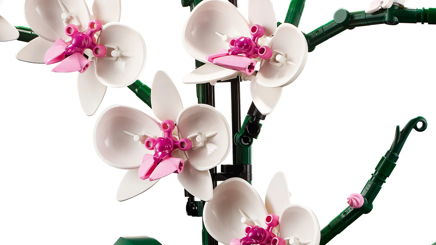 Orchid - Image 3