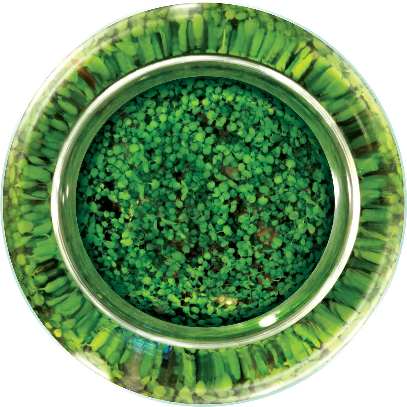 WaterPlants - Create Your Own Aquascape - Image 3